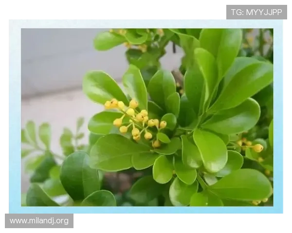 米兰开花不香的现象背后隐藏的植物生理机制解析 米兰开花不香的现象背后隐藏的植物生理机制解析